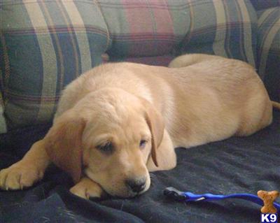 Puppies in MN